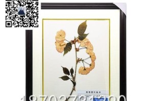如何制作樱花标本（简单方法教你制作美丽的樱花标本）