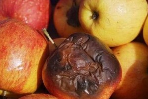苹果烂掉了会对我们产生什么影响？（探究苹果腐烂对环境、经济和健康的影响）