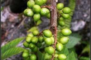 深入了解E4500处理器的性能和特点（探索E4500处理器的架构、性能优势以及适用领域）